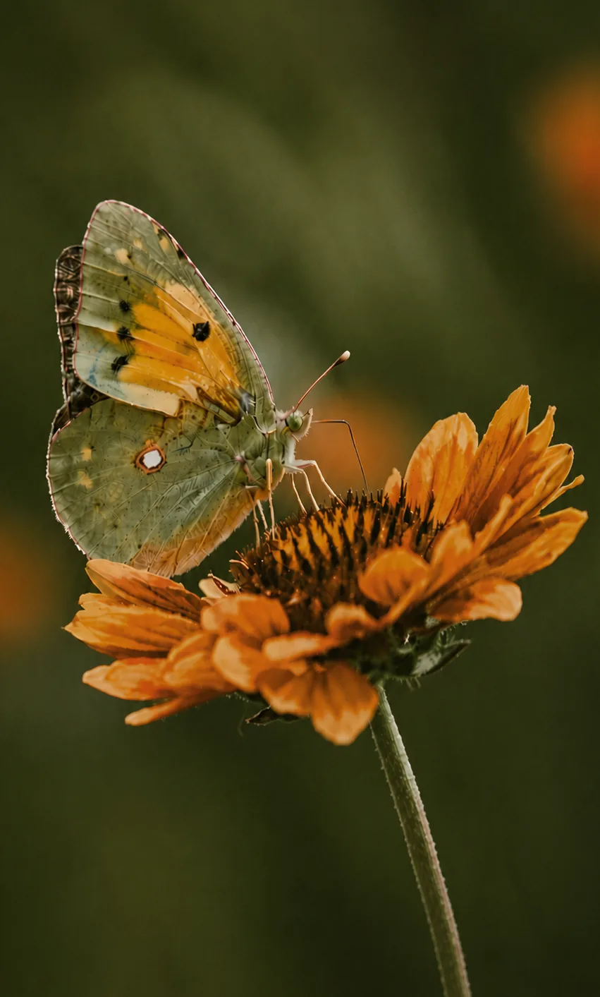 Motyl odpoczywający na pomarańczowym kwiecie